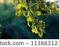 Green leaves of hazel 11366312