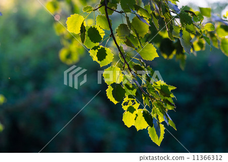 Green leaves of hazel 11366312