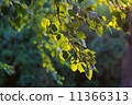Green leaves of hazel 11366313