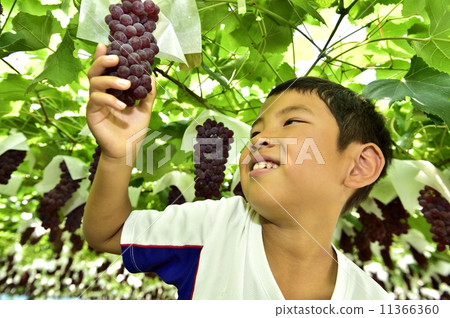 Grape picking 11366360