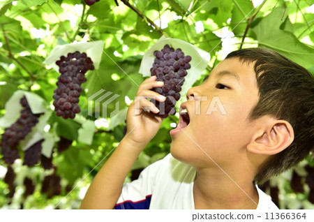 Grape picking Grape picking 11366364