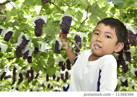 Grape picking Grape picking 11366366