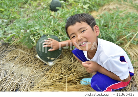 watermelon watermelon 11366432
