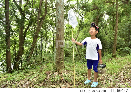 Insect collecting Insect collecting 11366457