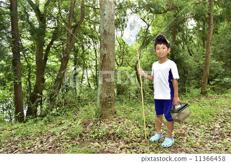 Insect collecting Insect collecting 11366458