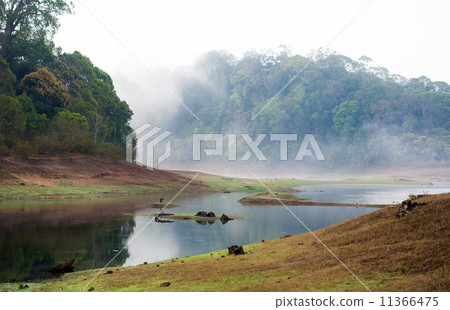 India Kumily, Kerala, India - National park Periyar Wildlife San 11366475