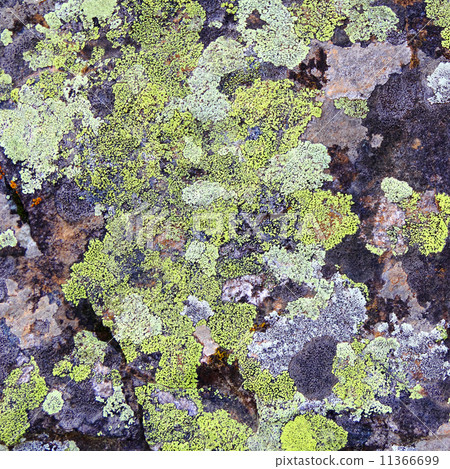 Texture 11366699