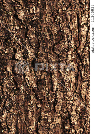Pine bark texture pattern 11366935