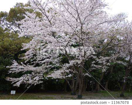 Cherry blossom 11367078