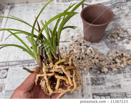 Replanting Shunlin 11367223