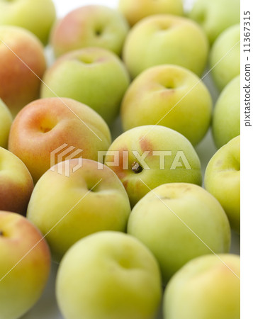 成熟的李子 成熟的李子 11367315