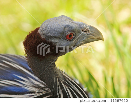 Vulturine quineafowl 11367620