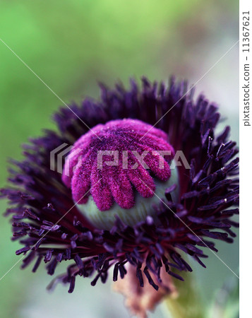 Sown poppy 11367621
