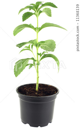 Stevia Rebaudiana Cutout 11368139