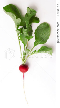 Red Radish Red Radish 11368144