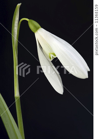 Snowdrop flower Snowdrop flower 11368159
