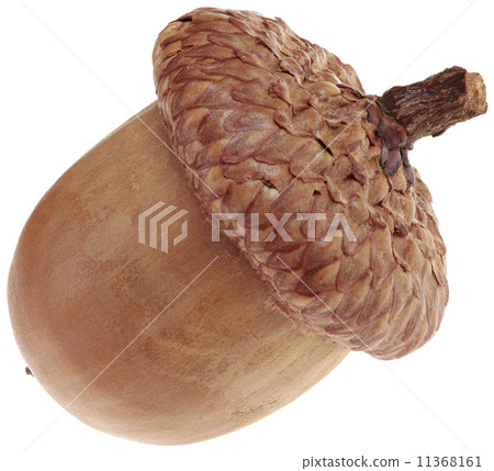 One Acorn Cutout 11368161