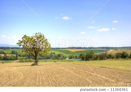 Rural Landscape 11368361