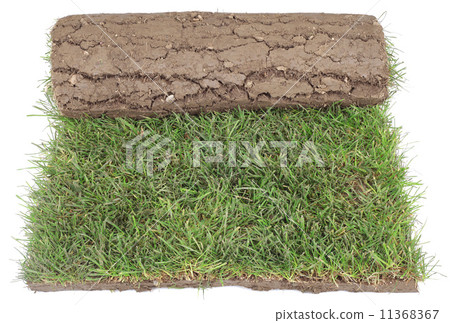 Grass Carpet Roll Cut Out 11368367