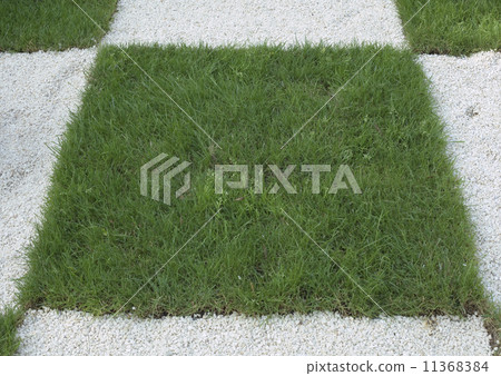 Checkered Grass 11368384