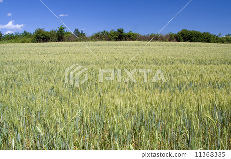 Barley Field 11368385