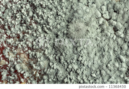 Green Mold at Orange Green Mold at Orange 11368430