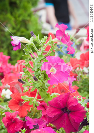 flower flower 11368448