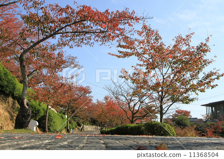 Senkoji Park 11368504