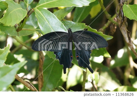 癒傷組織Swallowtail 11368626