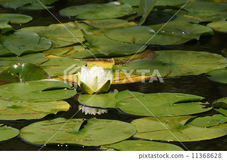 水蓮花 11368628