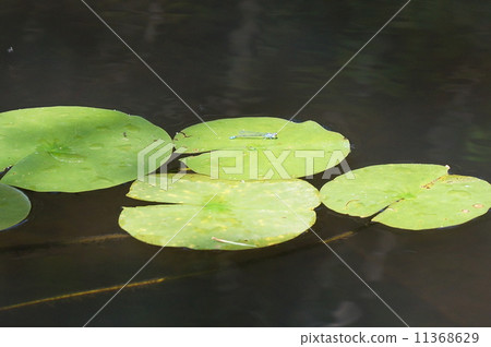 Thread dragonfly 11368629