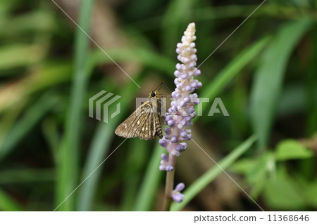 Cochabanececeli Cochabanececeli 11368646