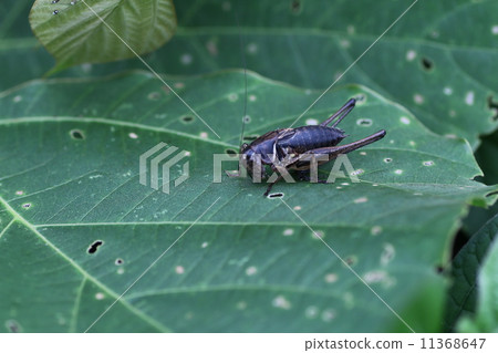 Kobanehimeghisu 11368647