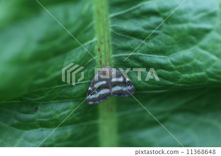 Bekko Hagoromo 11368648