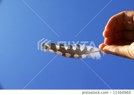 在藍天的羽毛 在藍天的羽毛 11368968