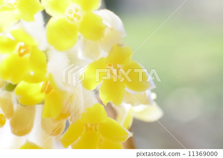Up of three flowers that become raw materials for paper 11369000