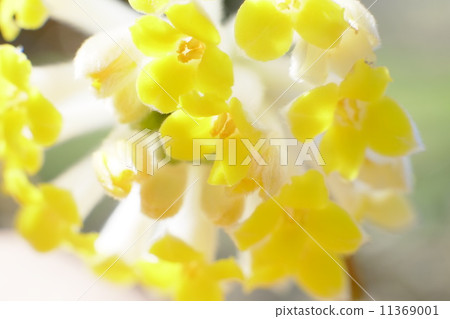 Up of three flowers that become raw materials for paper 11369001