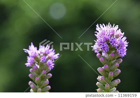 Liatris蘭香 11369159