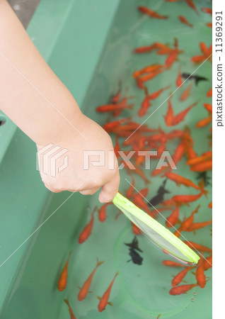 Goldfish scooping  11369291