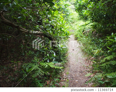 Path Path 11369714