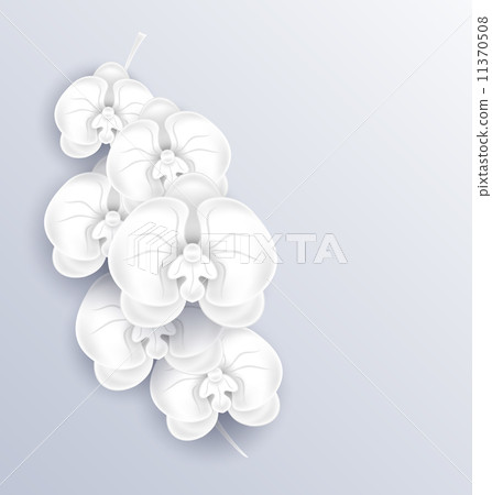 Brunch of beautiful orchids ,paper craft, template with copy spa Brunch of beautiful orchids ,paper craft, template with copy spa 11370508