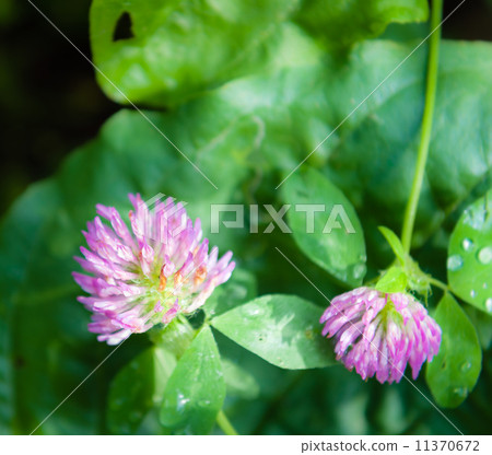 Clover flower Clover flower 11370672