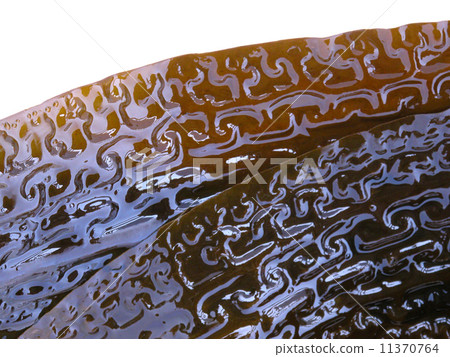 Kjellyfish Kelp 04 11370764