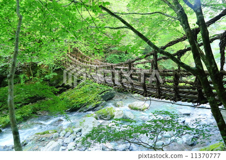德島縣:Okuya的Kazura Bridge 德島縣:Okuya的Kazura Bridge 11370777