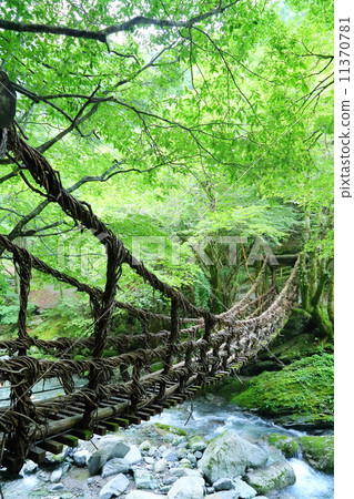 德島縣：Okuya的Kazura Bridge 11370781