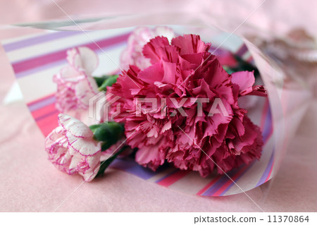 Carnation Carnation 11370864