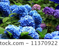  hydrangea 11370922