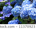  hydrangea 11370923