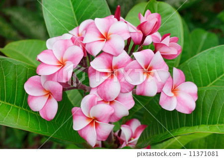 Plumeria flowers Plumeria flowers 11371081