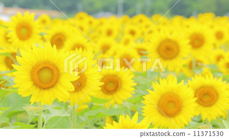 Summer image: sunflower flowers Summer image: sunflower flowers 11371530